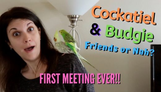 Parakeet / Budgie and Cockatiel Meet For the First Time | Can They Be Friends?