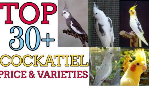 Top 30 Cockatiel Bird Price & Varieties (with pictures)