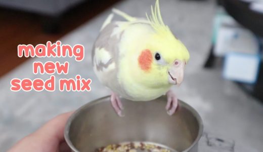 How I Make My Budgie/Cockatiel Seed Mix |  Parrot Kitchen 🍓