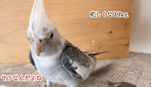 忙しくなるねぇ〜オカメインコがいっぱい卵産んでる