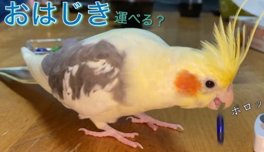 おはじきを見つけたら持ってきちゃうオカメインコ