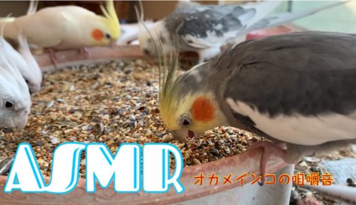 [ASMR ] クセになる‼︎？オカメインコがモッパンやってみた‼︎