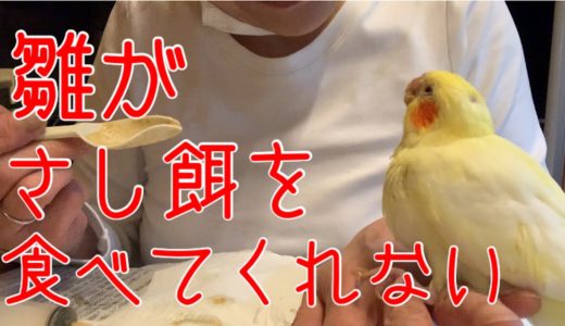 『低体重』オカメインコの雛がさし餌を食べなくなった理由