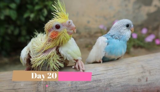 Cockatiel Chick Growth || Baby Cockatiel growth chart of 30 days || Moazzam Ali