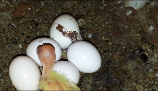 Cockatiel Progress Hatching Eggs