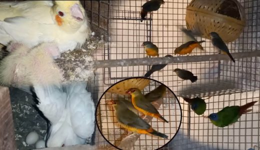 Waxbill & Parrotfinch information with cockatiel birds progress 2nd clutch (Kolkata Lovebirds)