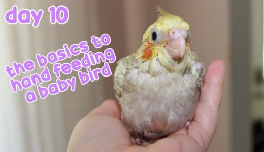 🍼 A Day in the Life of a Baby Cockatiel: The Basic to Hand Feeding a Baby Bird + Weaning: Day 10 🐤