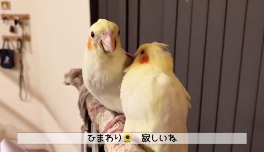 食滞治療中のオカメインコ雛 ひまわりの治療奮闘記　④仲良しお友達と一緒