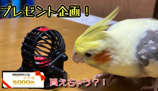 我が家のオカメインコがまた新たな芸を覚えたみたいです