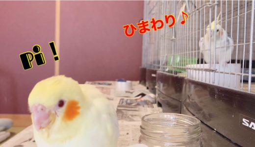 食滞治療中のオカメインコの雛　 ふまわりの治療奮闘記　⑦ 治療１０日目