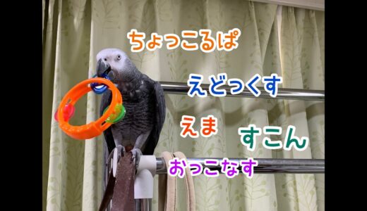 るい語(なぞ語)いつも陽気なるいちゃん♪/キッキ(オカメインコ)大ピンチ！ヨウムのるいちゃん