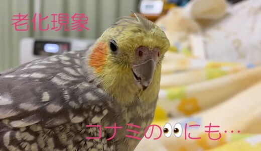 オカメインコ　コナミの目についてご報告です👀