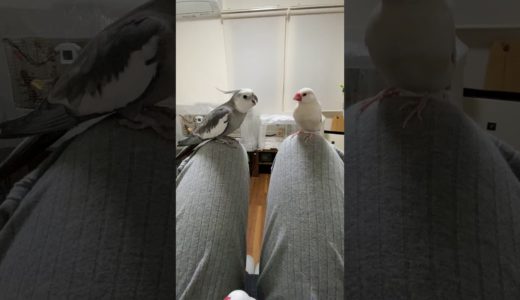 オカメインコVS文鳥 ナワバリ争い