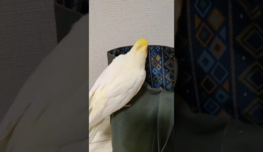 いたずらして逆ギレするオカメインコの「もすら」