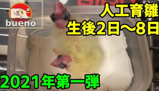 【オカメインコ】2021年 第一弾の人工育雛シリーズ 生後2~8日まで