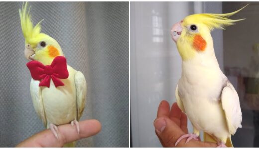Cockatiel Best Singing and  Talking Companion in the World / Cockatiel Singing  training video /2020