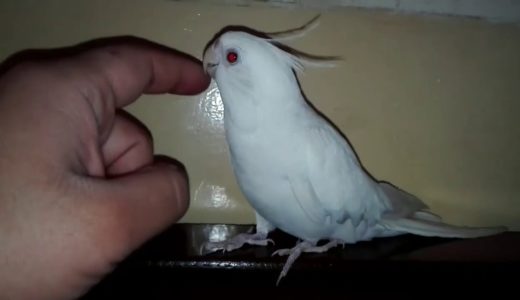 Cockatiel Best Singing and Whistling Video Ever – Singing Cockatiel 2021