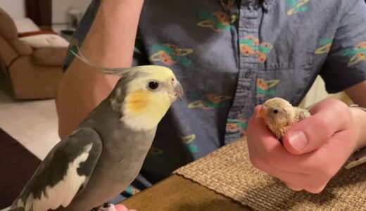 Cockatiel Plays Peek-a-boo with 2 week old Baby Budgie