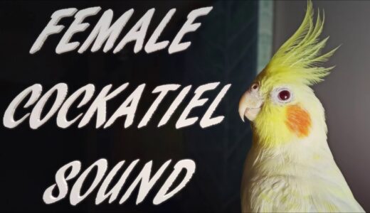 Female Cockatiel Sound