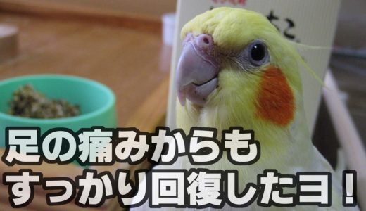 体が固まらないよう飼い主とウォーキング！（25歳オカメインコ）