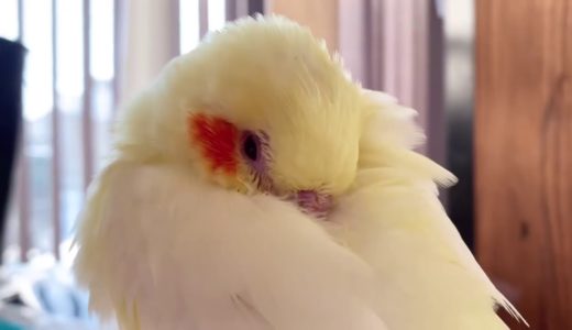 食滞治療中のオカメインコの雛　ひまわり🌻の治療奮闘記　⑥ 治療７日目