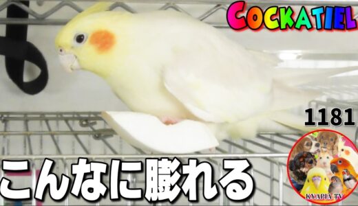 オカメインコ・発情期はこんなに膨れ上がります｜鳥のいる暮らし 動画1181