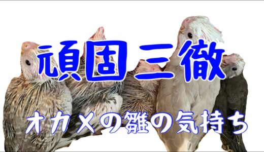 『頑固三徹』　オカメインコの初めてのさし餌　3日目の1日