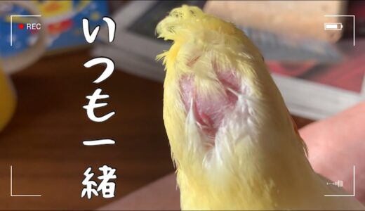 いつも一緒　　オカメインコのひまわり🌻