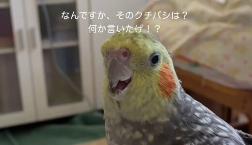 オカメインコ コナミ、前世はカメかも⁉︎