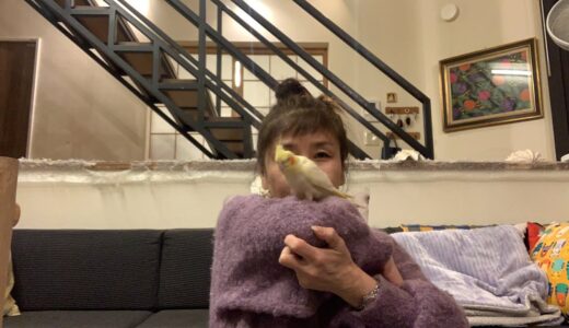 ガブママの鳥ちゃん相談部屋　第１２回　Cockatiel   Live 遺伝子について少し話そうかな