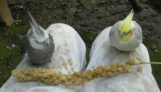 60 minutes of Aviary. (1 Hour Uninterrupted, Narration free birdies.) Cockatiel Companion