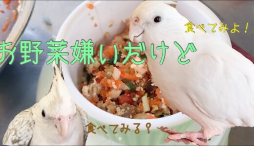 オカメインコに食べれるお野菜作ってみた！　生野菜多め