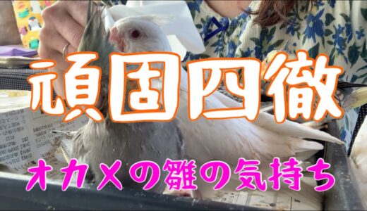 『頑固四徹』オカメインコの雛の気持ち 初めてのさし餌4日目　もうそろそろ考えないとな