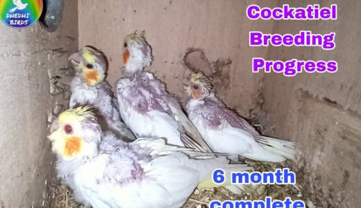 Cockatiel Breeding Progress 26th week| Dhedhi Birds