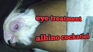 albino cockatiel ka eye disease || only  pet’s empire every important video
