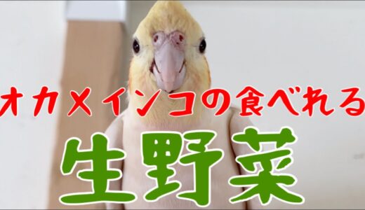 オカメインコが食べれるお野菜