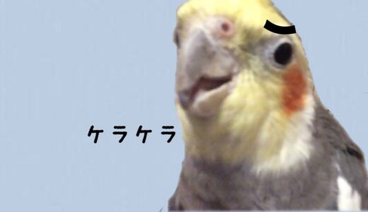 ネコをかぶっていた⁇オカメインコのリロ