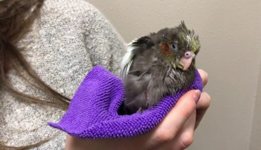 4 WEEK OLD COCKATIEL WITH FUNGAL INDUCED SOUR CROP OR INGLUVITIS ON CHRISTMAS EVE 1
