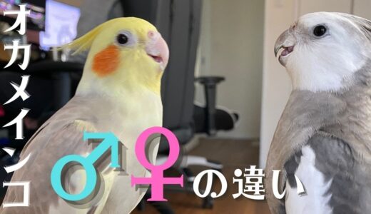 【オカメインコ】オスとメスの特徴　見分け方【徹底比較！】