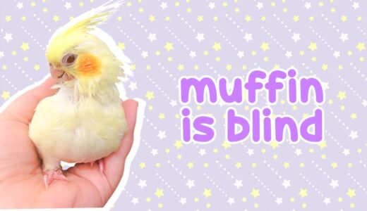 My Cockatiel, Muffin, Is Blind 😔💔