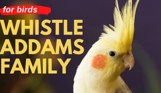 ADDAMS FAMILY WHISTLE – Cockatiel Singing Training – Bird Whistling Practice