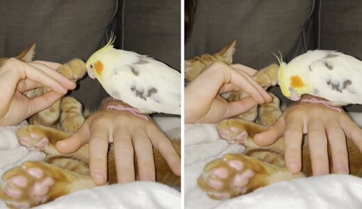 Cat reluctantly pets cockatiel on the head