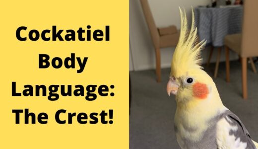 Cockatiel Body Language | The Crest | WarGamingParrot