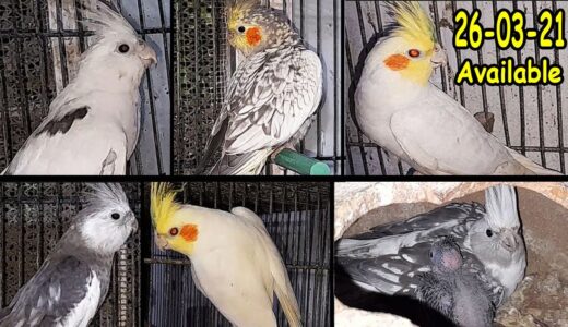 Cockatiel Breeder & Ready For Breed Pairs & Cages are Available | 26/Mar/2021 | Lodhi Birds