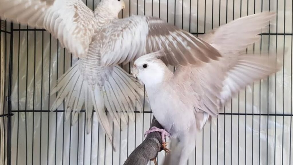 Cockatiel Mutations 