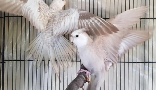 Cockatiel Mutations