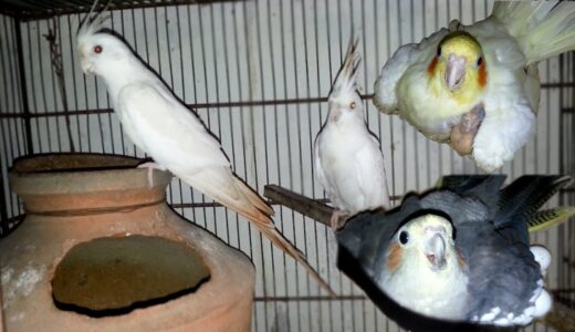 My all Cockatiel Parrots Breeding Progress
