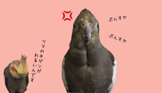 こてんぱんにやられるオット【オカメインコ】【夫婦喧嘩】