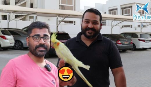 ആശാൻ കോക്ടെയ്‌ലിനു കൂട്ടിനാള് വന്നു 💕 ഇണക്കിയാലോ | Happy Cockatiel Companion for my tamed pet bird😍🐦