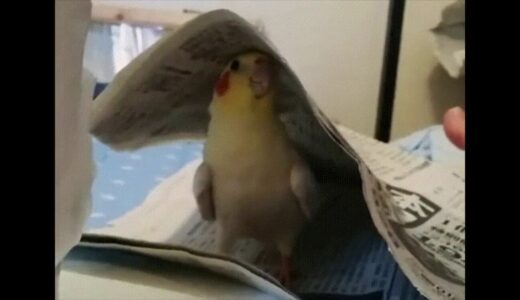 cockatiel playing peekaboo